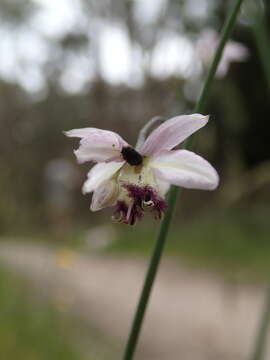 Image of Arthropodium milleflorum (Redouté) J. F. Macbr.