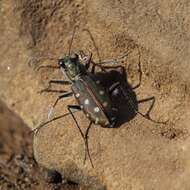 Image of Cicindela (Calomera) littoralis Fabricius 1787