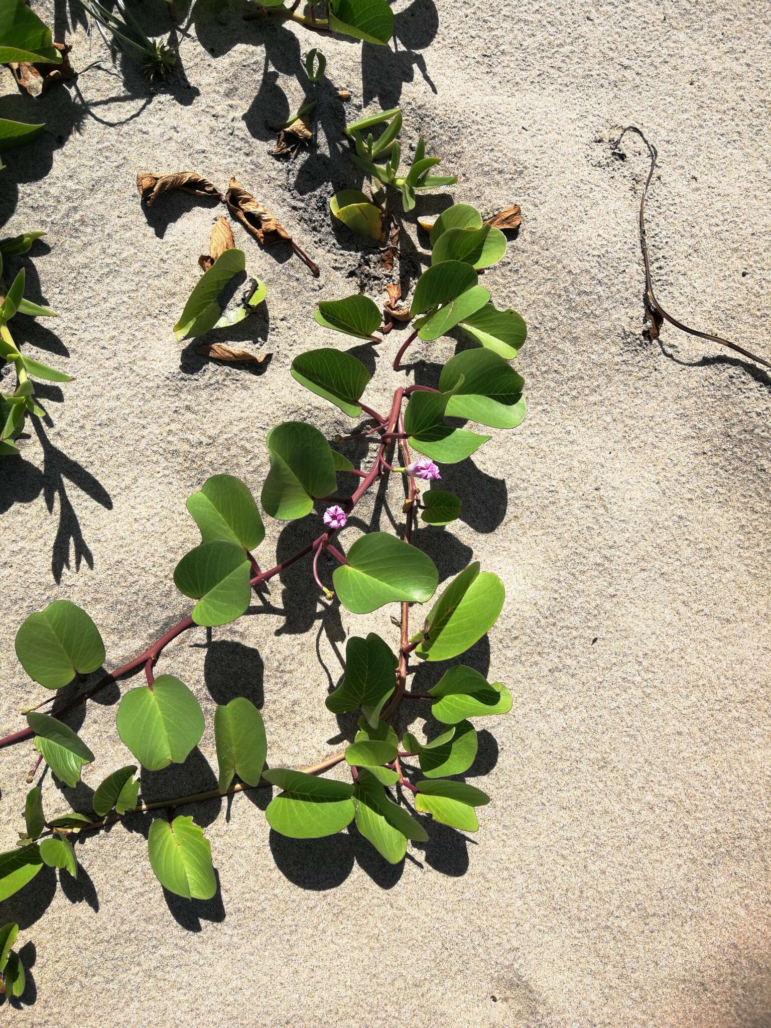 Image of Brazilian bayhops