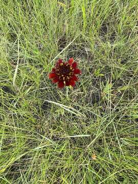 Image of Grass-Leaf Coneflower