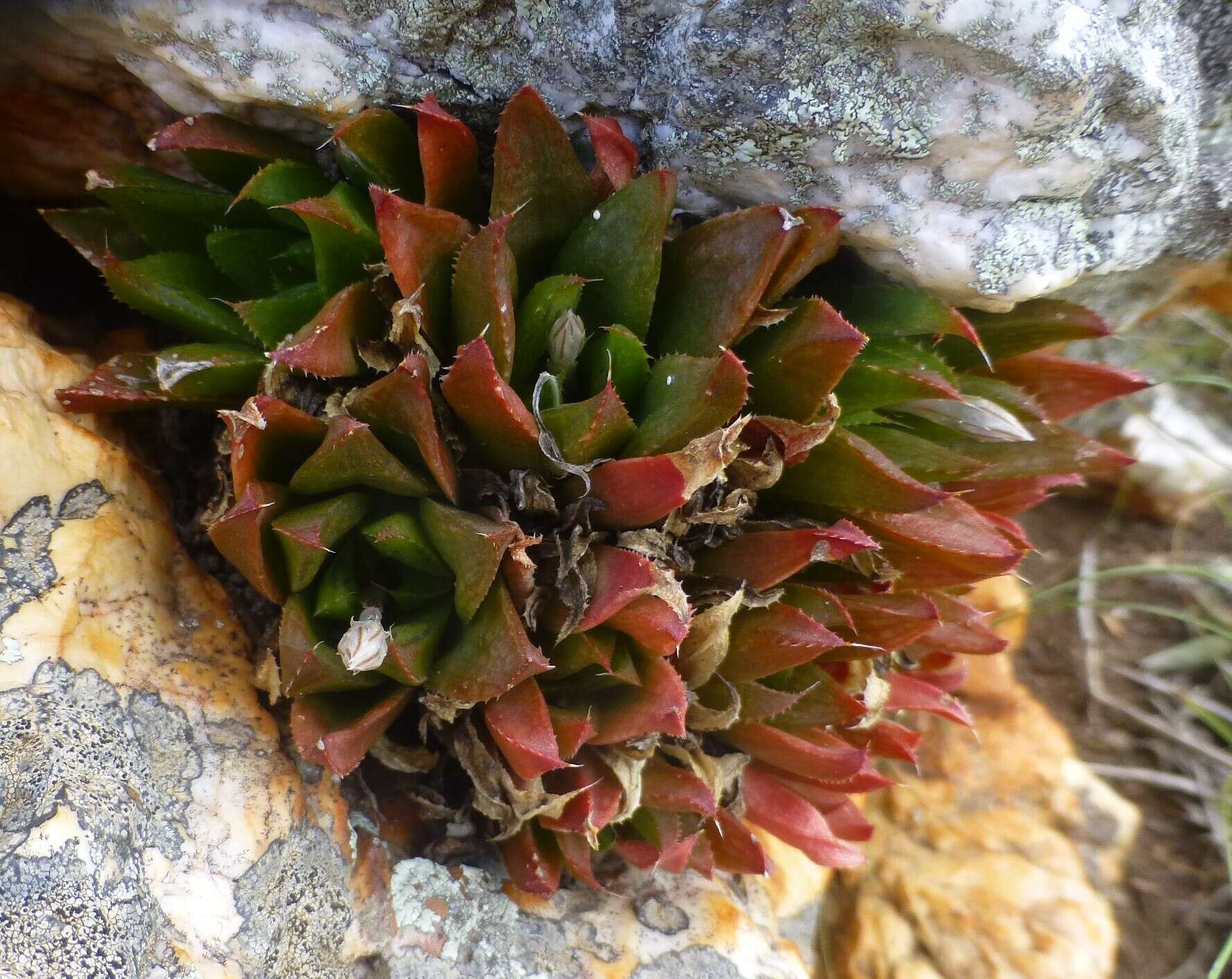 Слика од Haworthia turgida Haw.