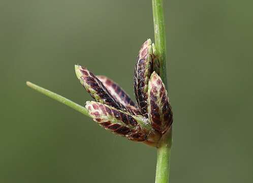 Image of Cyperus pannonicus Jacq.