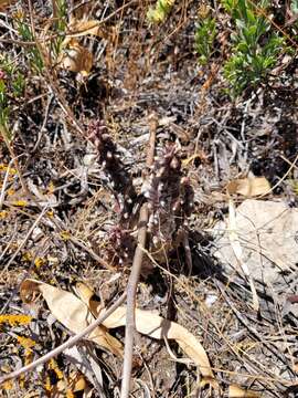 Image of Ceropegia incarnata subsp. incarnata