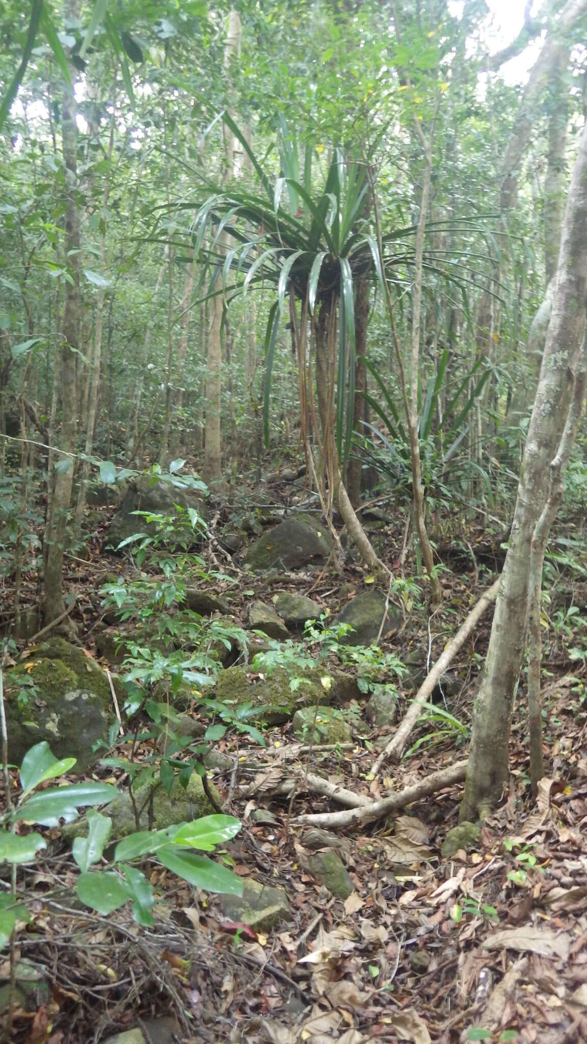 Image of Pandanus mayotteensis H. St. John