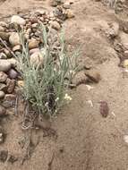 Image of Wright's cudweed