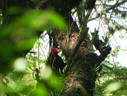 Image of Cream-backed Woodpecker