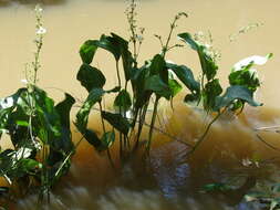 Слика од Echinodorus grandiflorus (Cham. & Schltdl.) Micheli