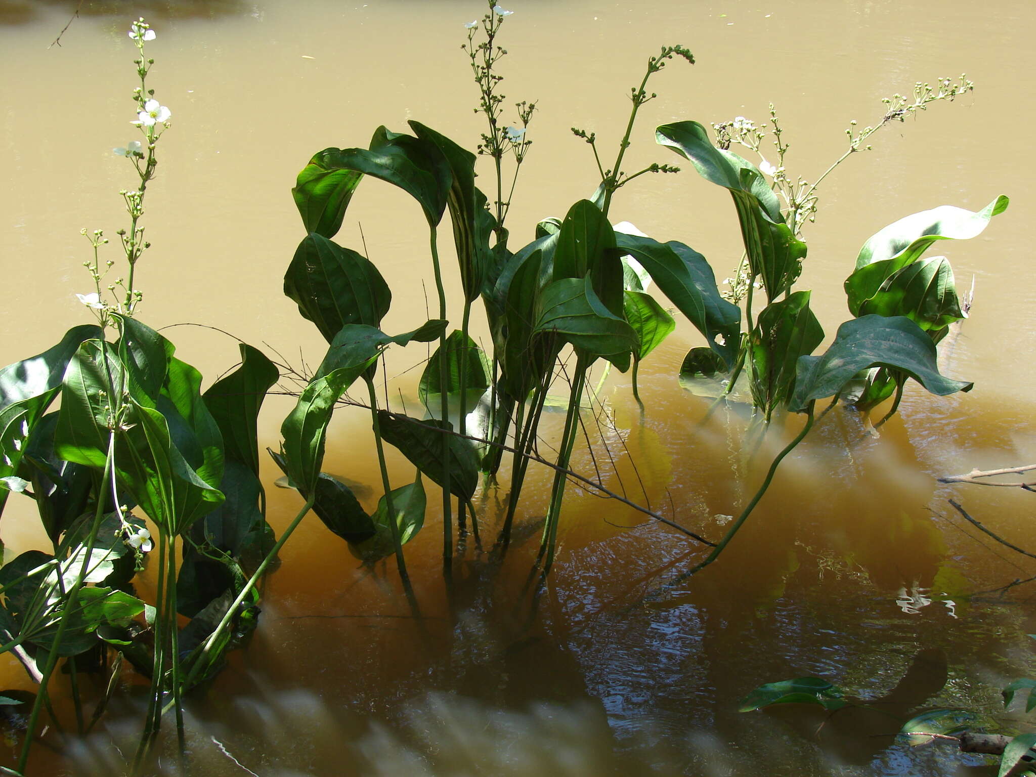 Image of Florida Burrhead