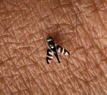 Image of Four-barred Knapweed Gall Fly