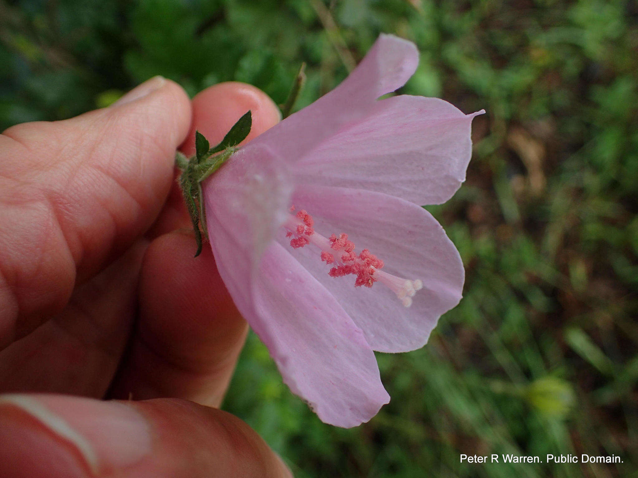 Image of Forest pink hibiscus