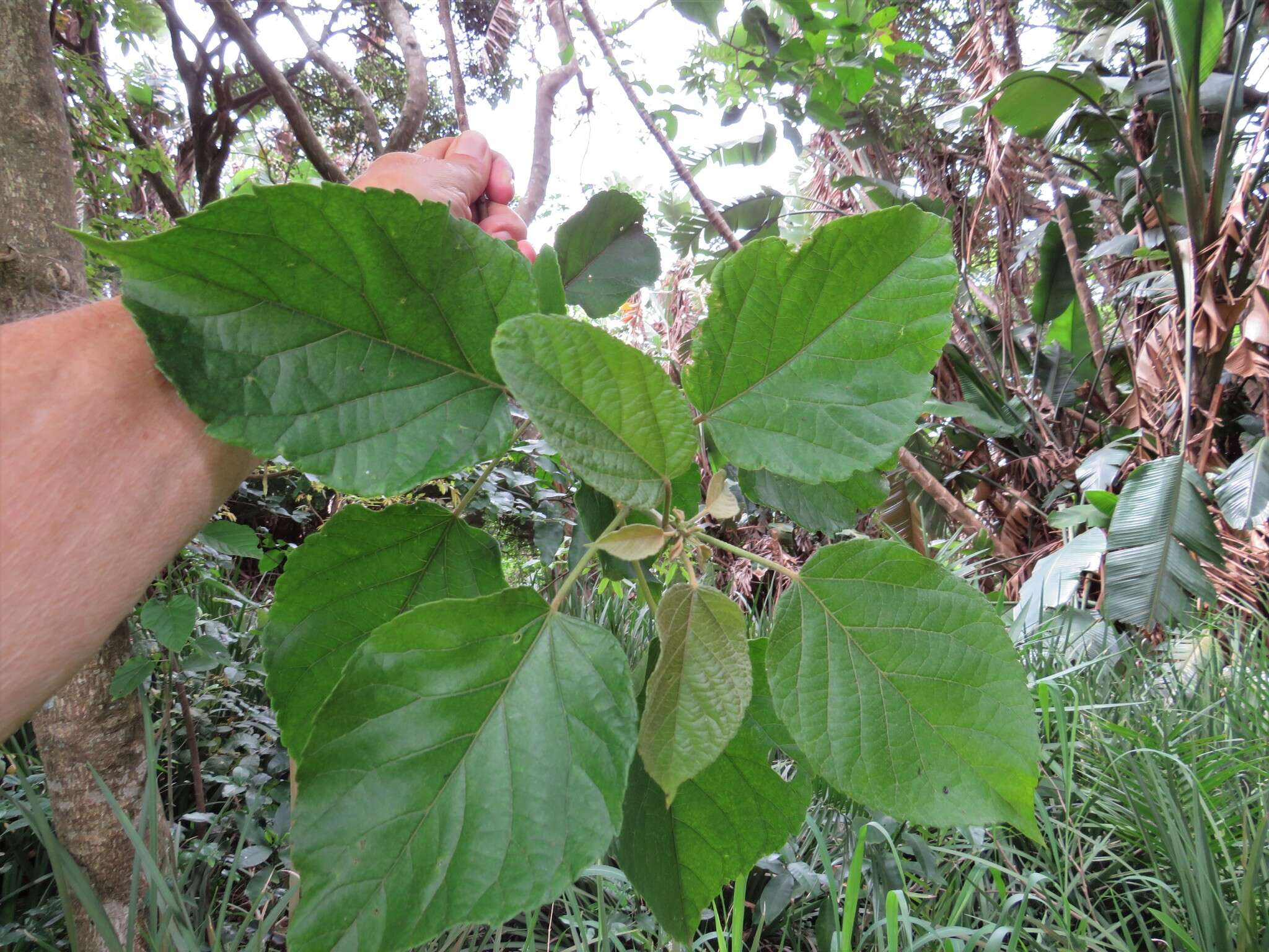 Image of Mulberry leaf