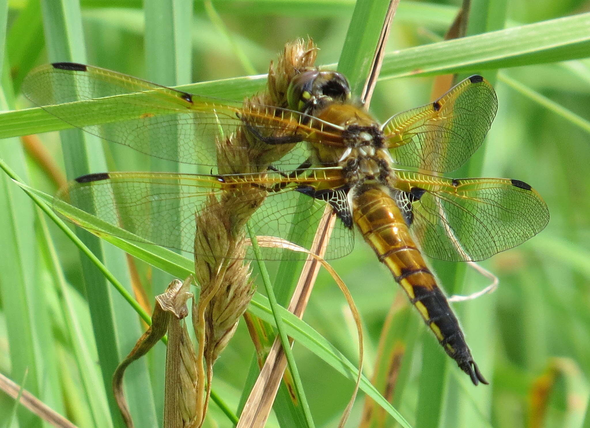 Image of Four-spotted Chaser