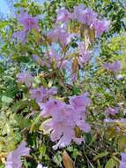 Imagem de Rhododendron ovatum (Lindl.) Planch. ex Maxim.