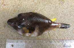 Image of Bluespotted Toadfish