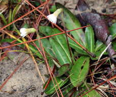 Chaptalia tomentosa Vent.的圖片