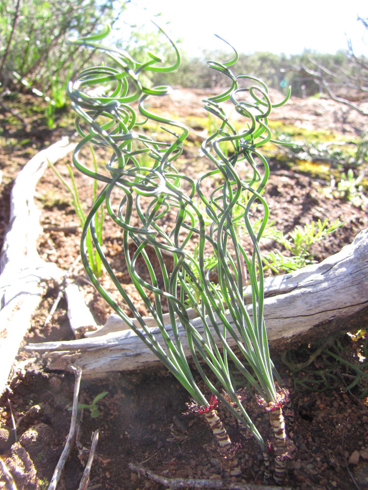 Sivun Gethyllis verticillata R. Br. kuva