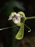 Plancia ëd Epidendrum jatunsachanum Dodson & Hágsater