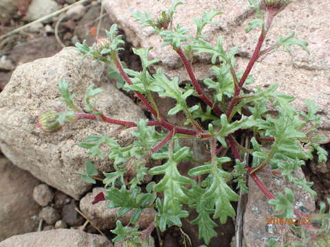 Image de Afroaster erucifolius (Thell.) J. C. Manning & Goldblatt