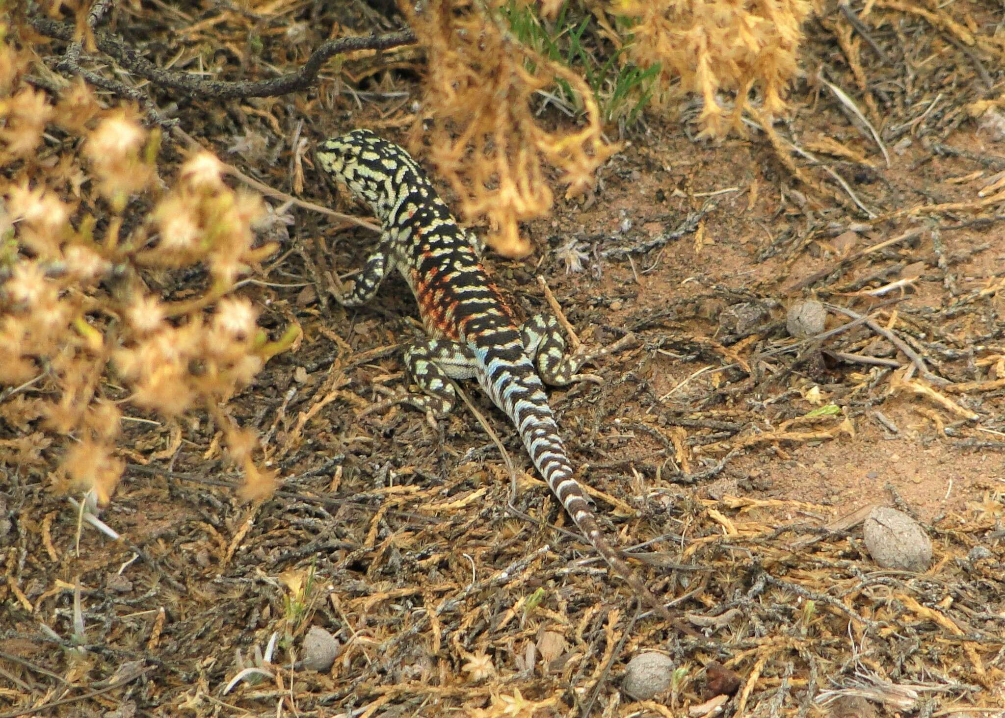 Image de Liolaemus ornatus Koslowsky 1898