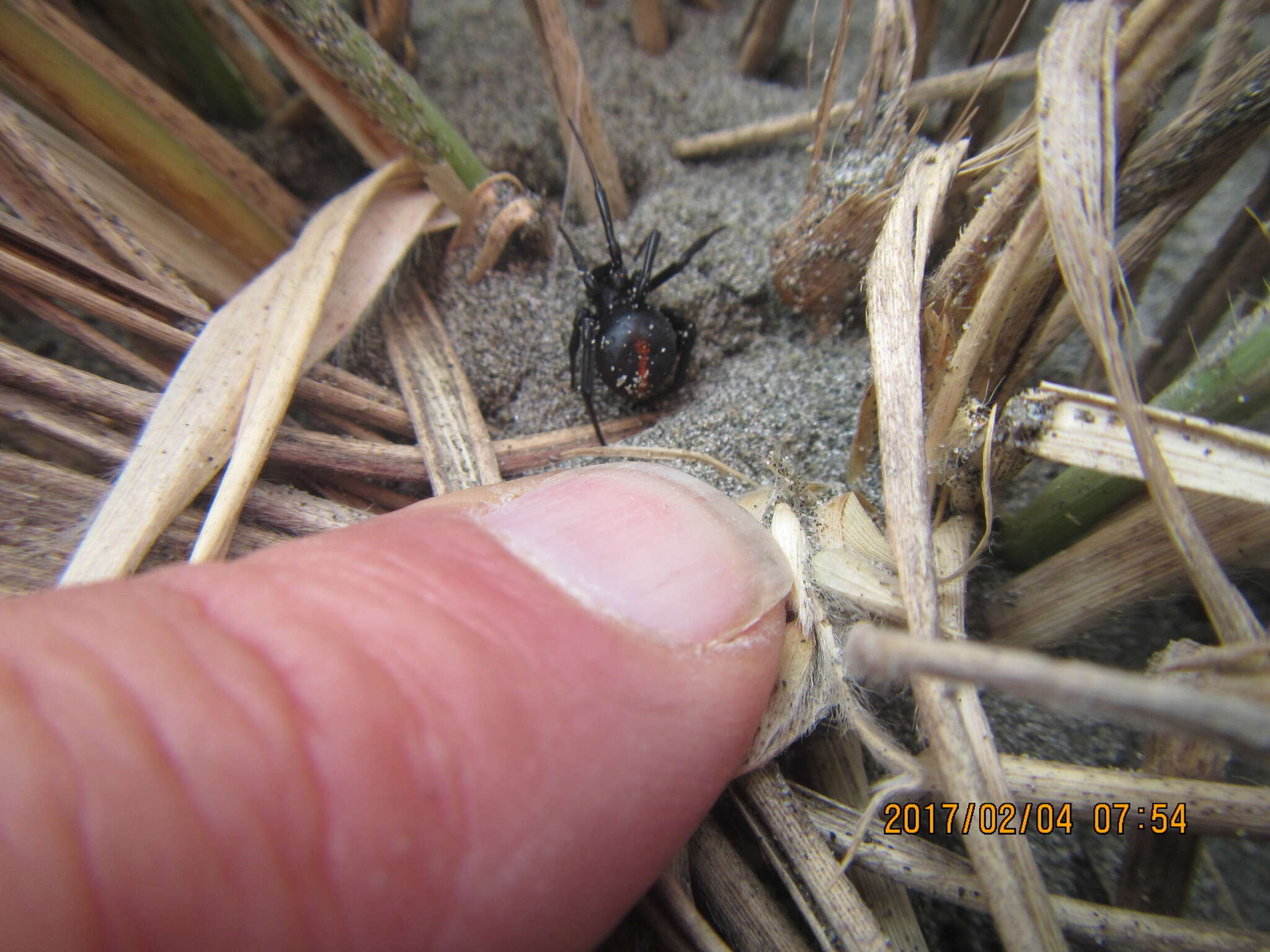 صورة Latrodectus katipo Powell 1871