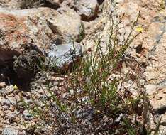 Crocanthemum pugae (G. Calderón de Rzedowski) resmi