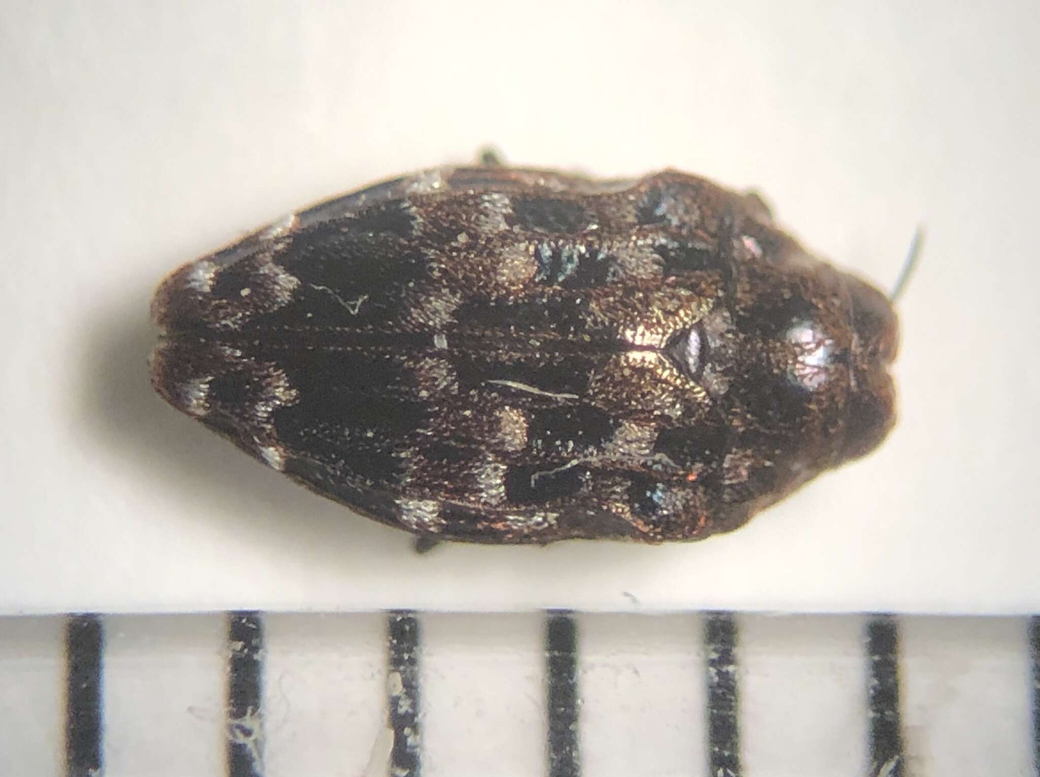 Image of Brachys ovatus (Weber 1801)