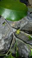 Image of Bathiorhamnus capuronii Callm., Phillipson & Buerki