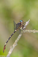 Image of Ringed Forceptail