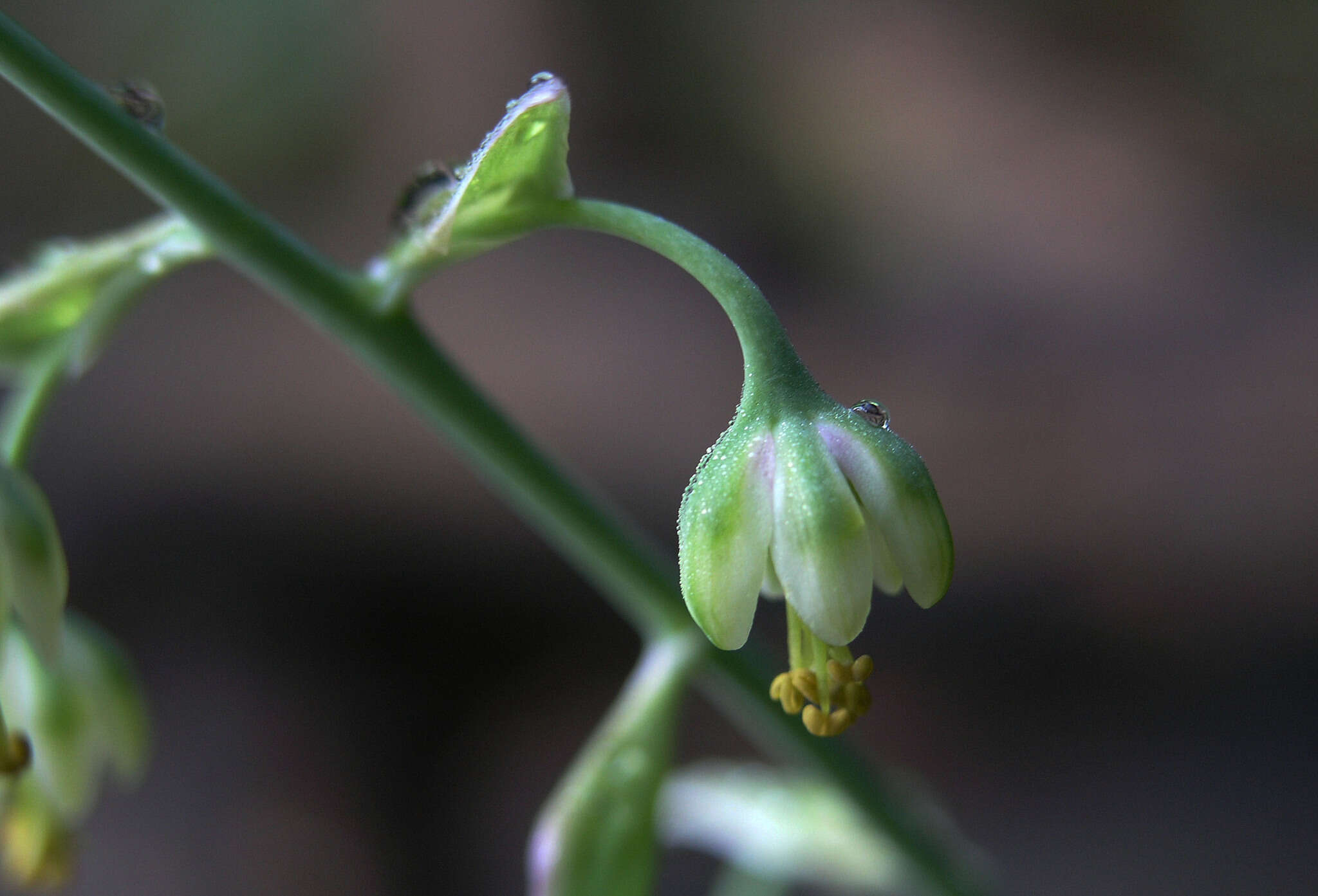 Image de Anticlea virescens (Kunth) Rydb.