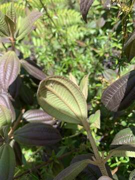 Image of Miconia cataractae Triana