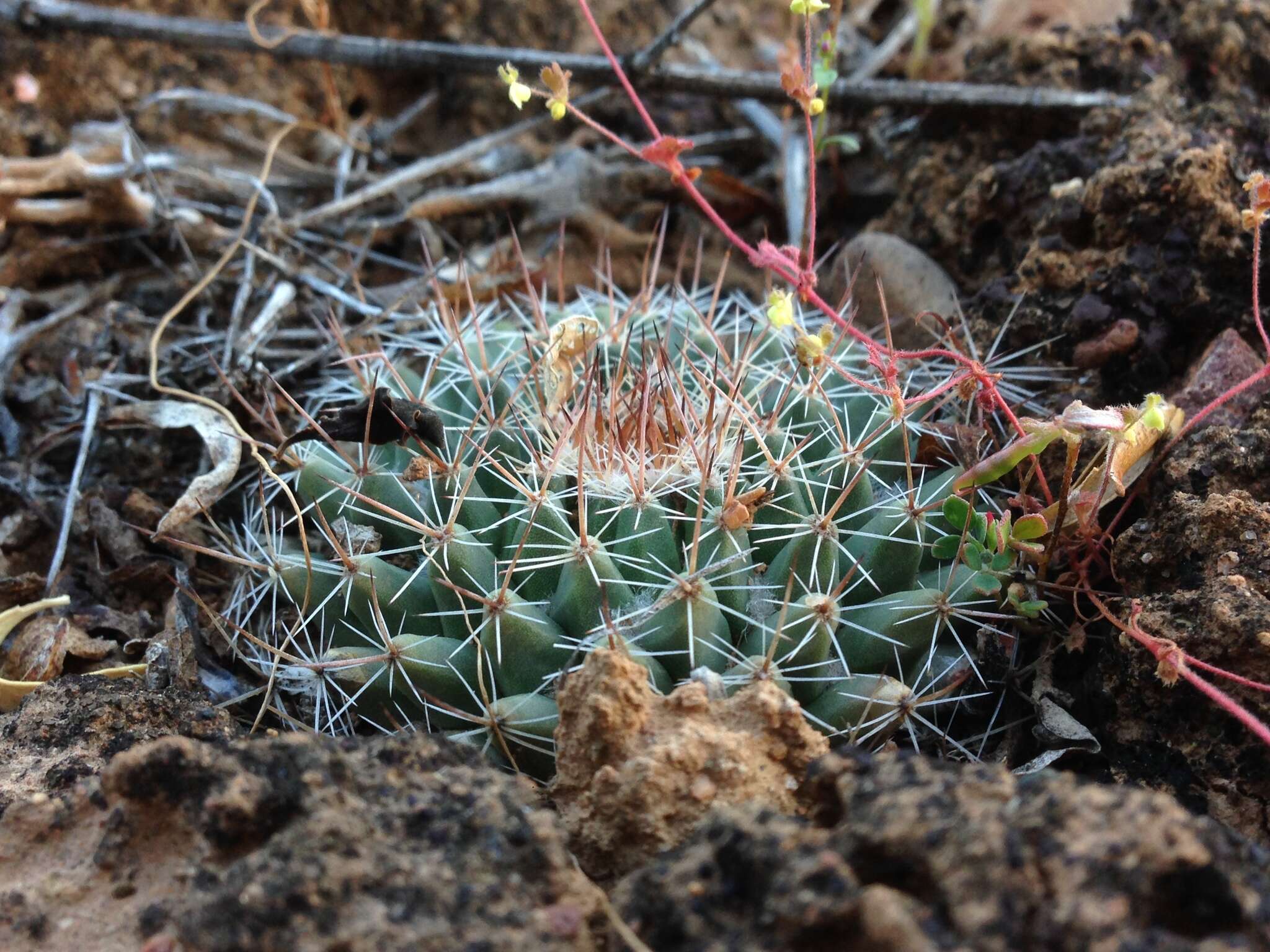 Image de Mammillaria brandegeei (J. M. Coult.) Engelm. ex K. Brandegee