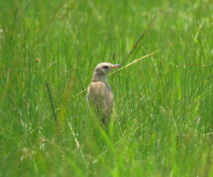 Image of Plain-backed Pipit