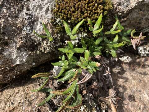 Image of Doryopteris triphylla (Lam.) Christ