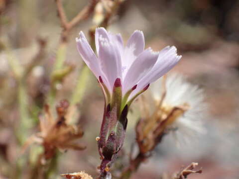 Image of Lactuca palmensis C. Bolle