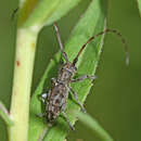 Image de Acalolepta degener (Bates 1873)