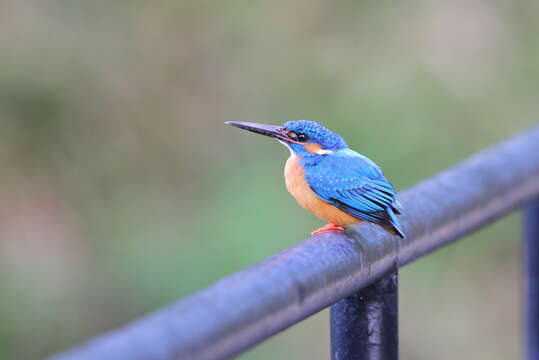 Imagem de Alcedo atthis taprobana Kleinschmidt & O 1894