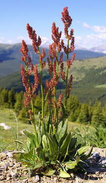 Image of Lapland Sorrel