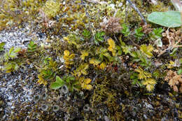 Image of Acaena microphylla subsp. obscurascens Bitter