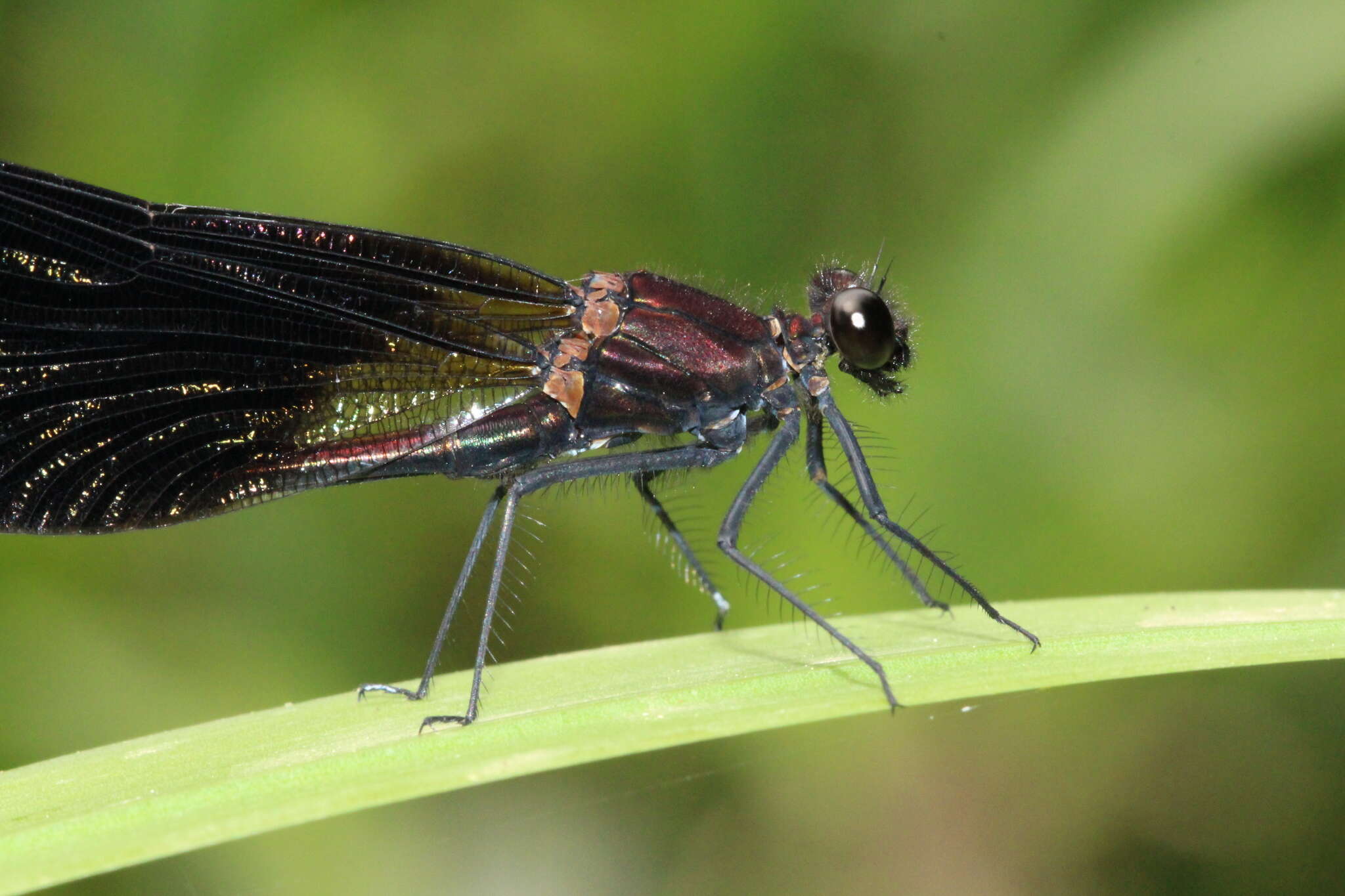 Image of Copper Demoiselle