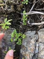 Image of alpine meadow-rue