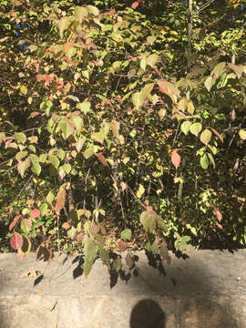 Image of Black Haw Viburnum