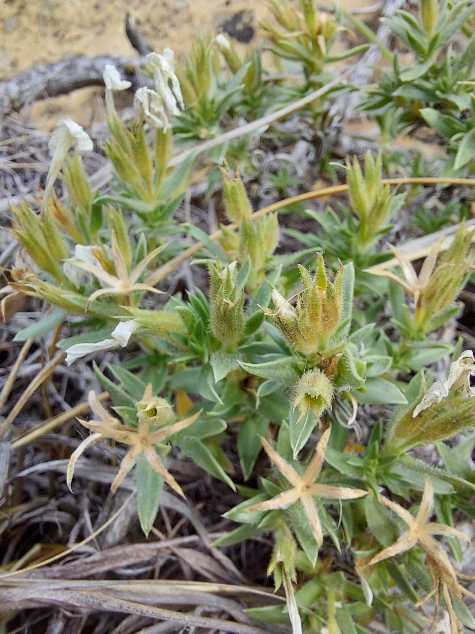 Image of alyssumleaf phlox