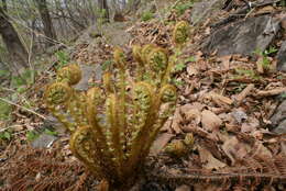 Image of Dryopteris crassirhizoma Nakai