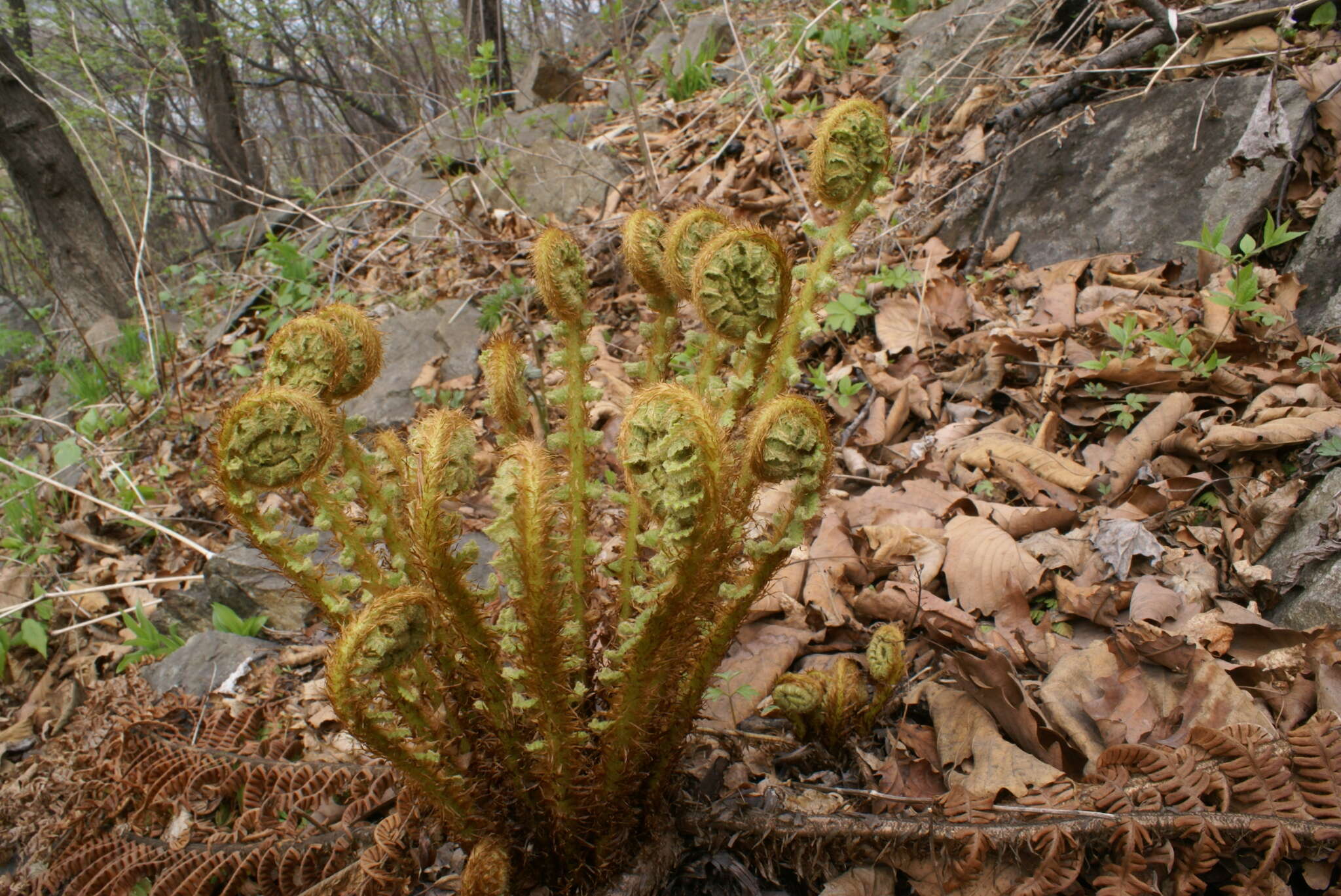 Image of Dryopteris crassirhizoma Nakai