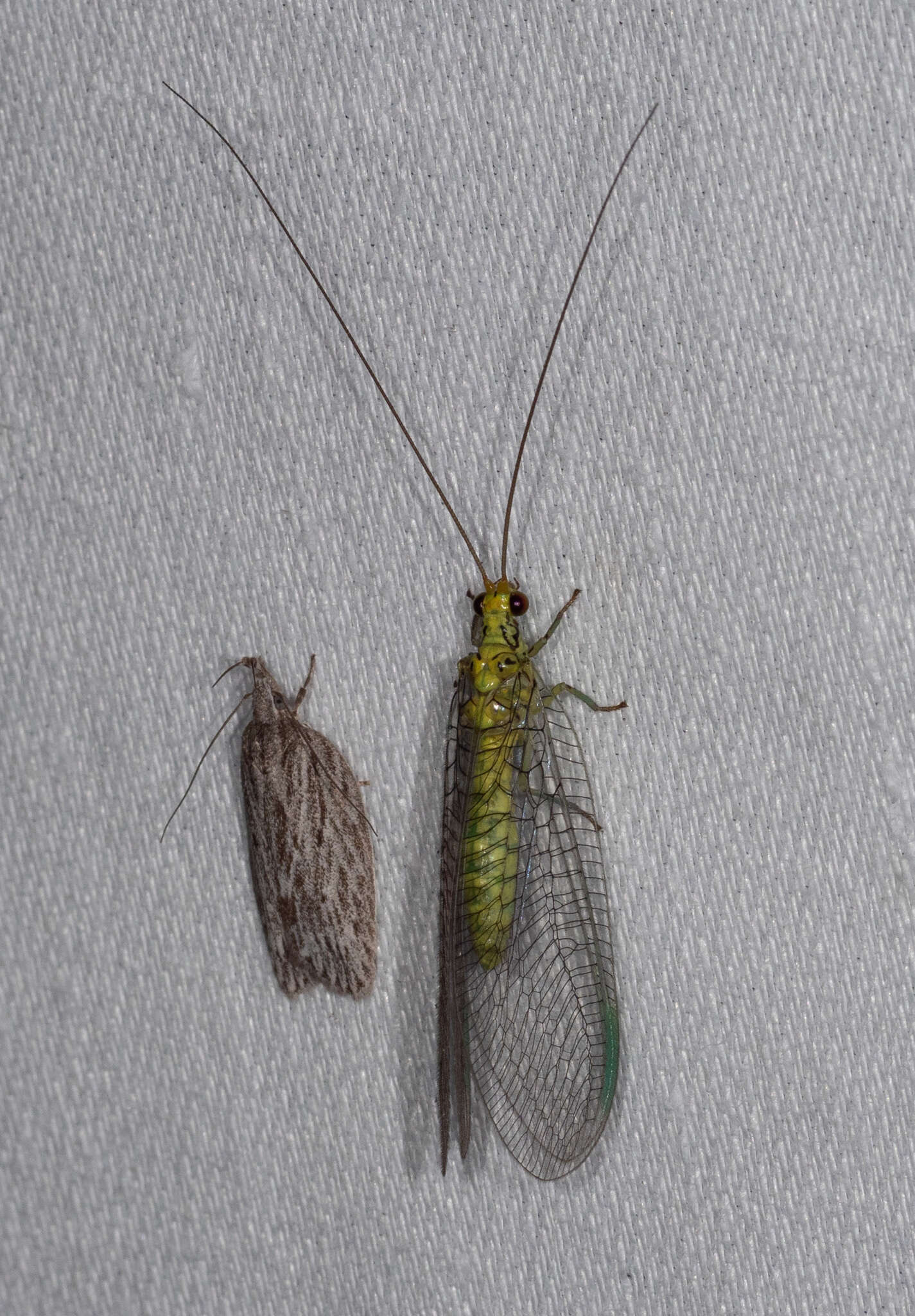 Image of Calochrysa