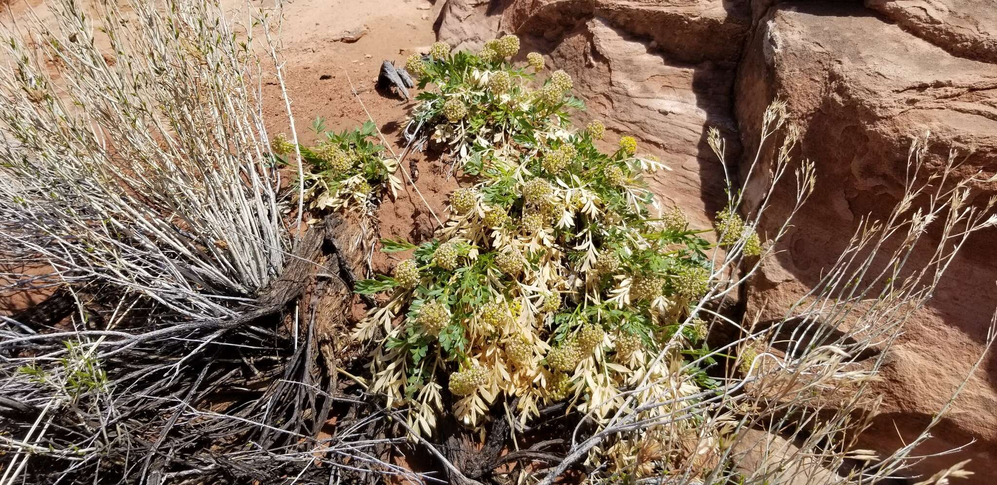 Image of Canyonlands biscuitroot