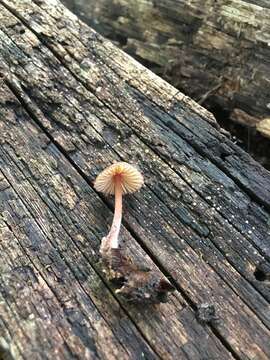 Image of Mycena atkinsoniana A. H. Sm. 1947