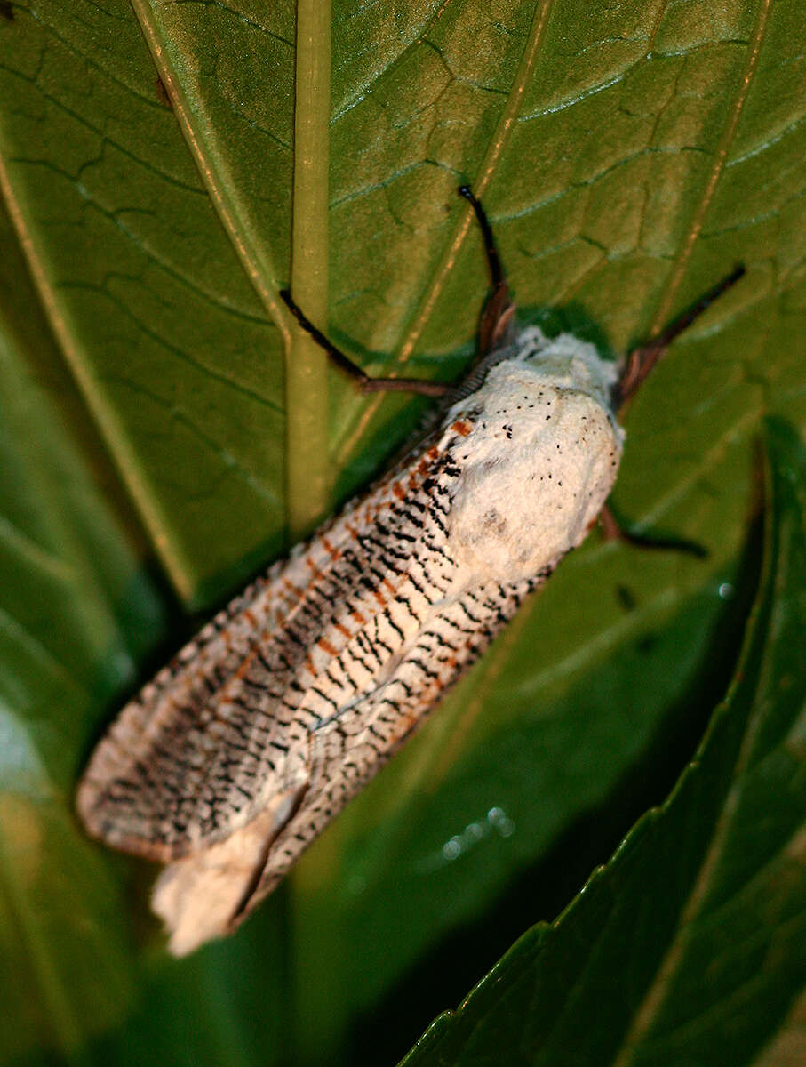 Image of Azygophleps inclusa Walker 1856