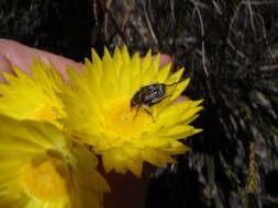 Imagem de Edmondia fasciculata (Andr.) Hilliard