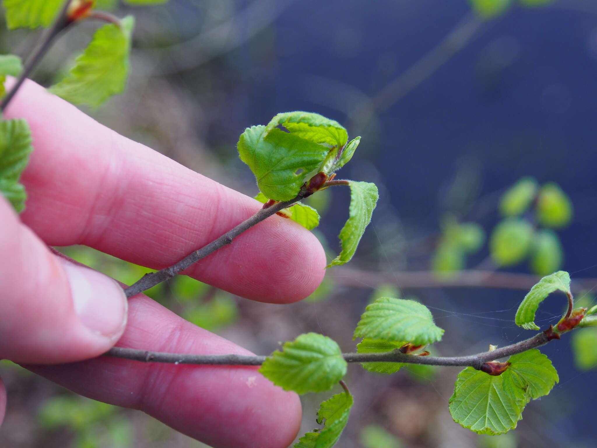 Image of Brown Birch